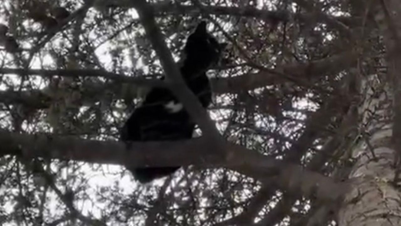 Ağaçta kalan kediyi itfaiye kurtardı