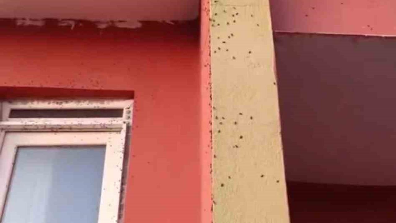 Bazı evlerin duvarları sineklerle kaplandı