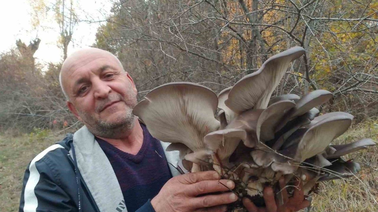 Kanlıca mantarı vatandaşların ilgi odağı oldu
