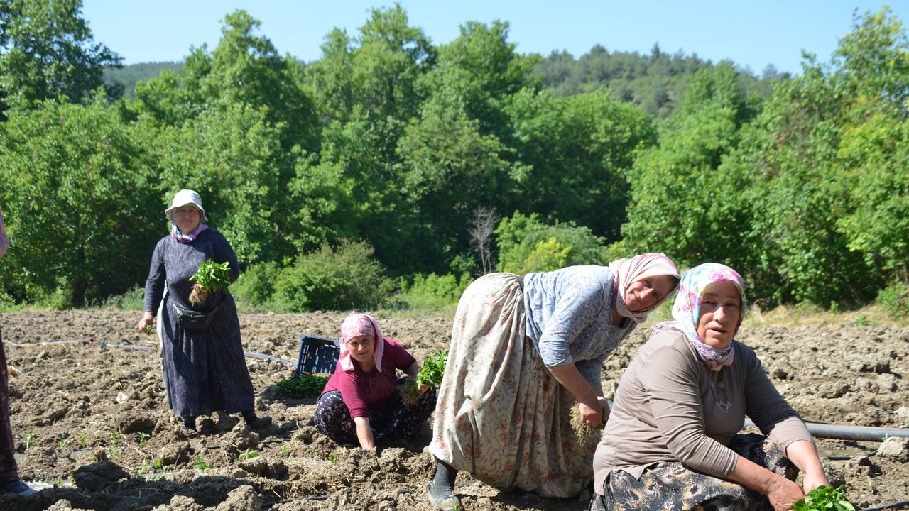 162 Yıllık miras toprakla buluştu