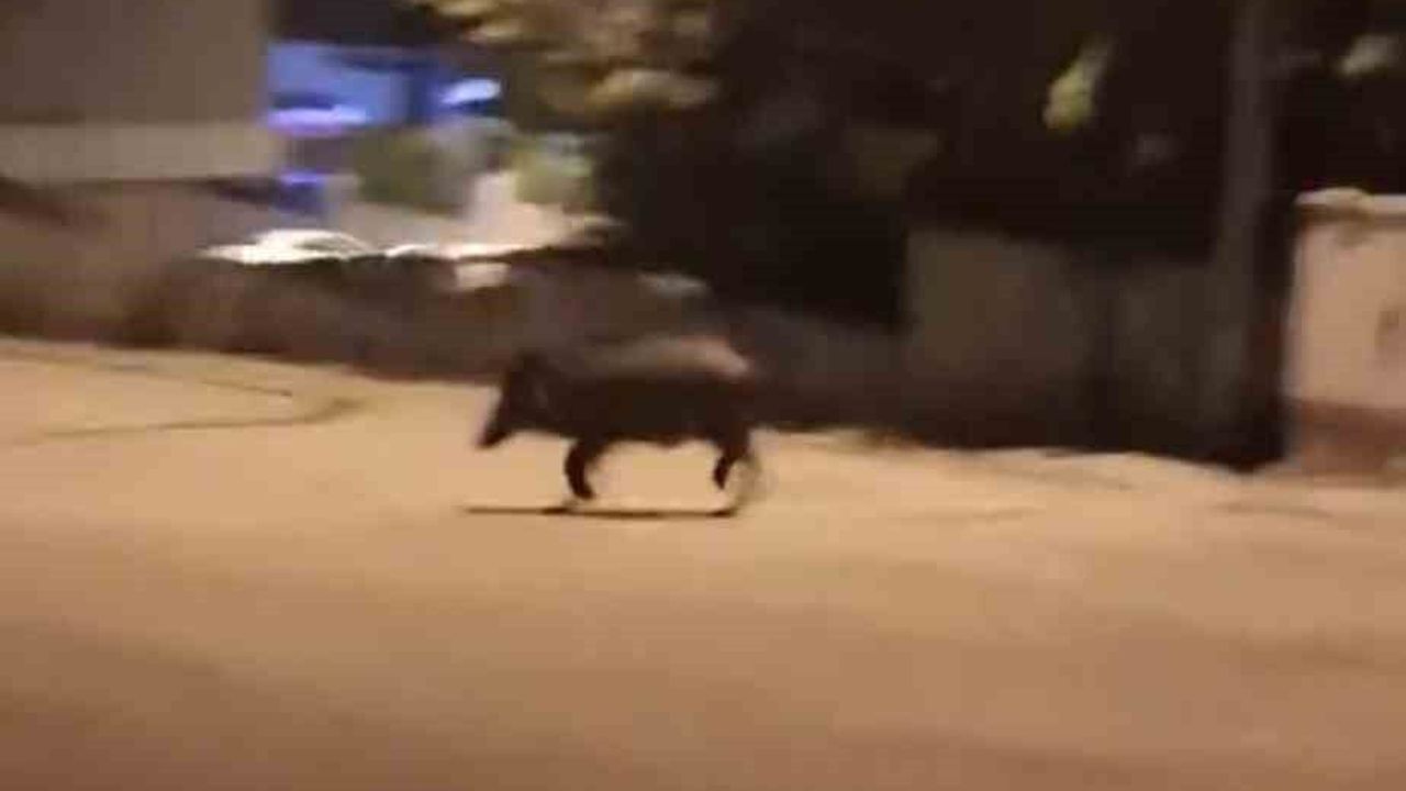 Üniversite Mahallesi'nde Yaban Domuzu Paniği