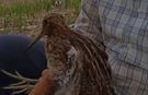 Türkiye’de nadir görülen Gallinago kuşu yaralı halde bulundu