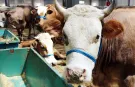 Kurban bağışında vekalet nasıl verilir? İşte dini hükmü ve detayları