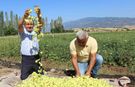 Türkiye'nin tescilli bamyasına dünyanın o yerinden rakip çıktı