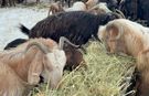 Mayıs karına rağmen üretim devam ediyor