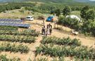 Kurak arazi yaban mersini bahçesine dönüştü