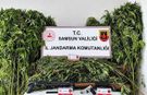 Jandarma tarlada ekili 756 kök kenevir ele geçirdi