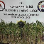 Bin 655 kök kenevir ele geçirildi