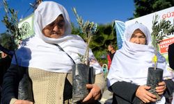 Sakarya Vadisi zeytin bahçesi olacak