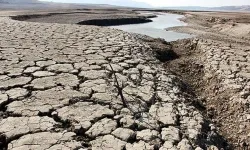 Kuraklık o ürünü etkiledi: Üretici dert yandı