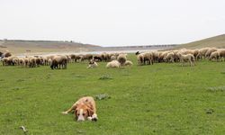 Eskişehir'de koyunlar meralara akın etti