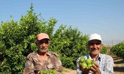 Türkiye’nin ilk ’lime’ cinsi limon hasadı Silifke’de yapıldı