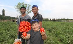 40 derecede domates topladılar