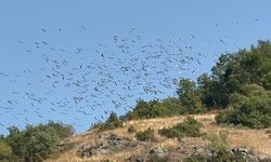 Eskişehir'de leyleklerin göçü