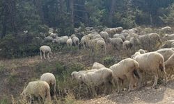 Eskişehir'de 127 koyun kayboldu