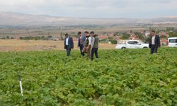 Fasulye hasadının tonu açıklandı