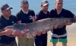 Eskişehirli balıkçılar yakaladı: Boyu 1,68 metre