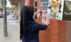 Eskişehir'deki bu kedileri bulana 5 bin TL verilecek