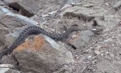 Eskişehir'deki yılan böyle görüntülendi