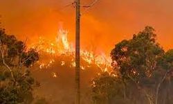 Avustralya'da orman yangını: 10 ev kül oldu!