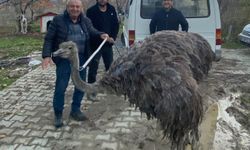 Kütahya'da karayolunda panik: Bakın ne görüldü?