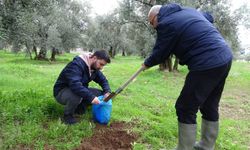 Bursa'da zeytin verimliliği için toprak analizi!