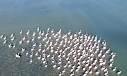 Van Gölü'nde Flamingo manzaraları!