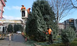 Eskişehir'de kış bakımı: Ağaç sağlığı!