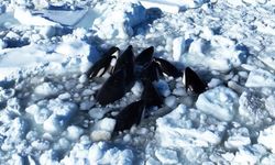 Japonya'da katil balinalar buz kütlesine sıkıştı!