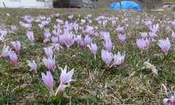 Bolu'da mevsimler karıştı: Bahar çiçekleri açtı!