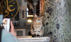 Ayasofya Camii’nin ziyaret katına giren ilk kedi!