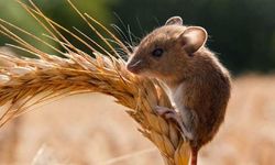 Nazilli’de tarla faresi popülasyonu arttı!