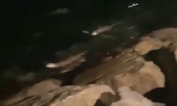 Mudanya sahilinde su samurları görüldü!