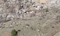 Sincik'te dağ keçileri sürü halinde görüldü