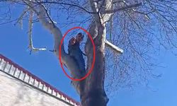 Ağaca çıkan hırsız polise el salladı!