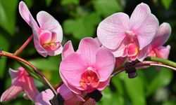 Evde orkide bakımı: İşte ipuçları!