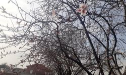 Konya'da badem ağaçları çiçek açtı!