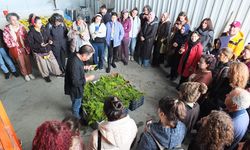 Tıbbi aromatik bitki yetiştiriciliği kurslarına yoğun ilgi