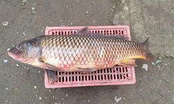 İznik Gölü'nde 25 kiloluk sarı balık yakalandı!