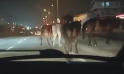 Bursa'da başıboş atlar tehlike saçtı!