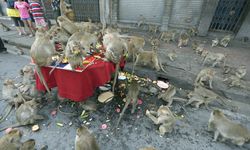 Tayland'da şehri istila eden maymunlar toplatılıyor!