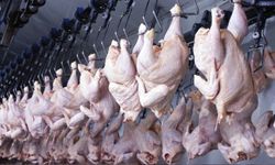 Tavuk eti üretimi aylık yüzde 1,4 arttı!