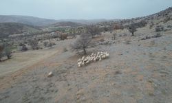 Kayıp koyunları dron ile buldular!