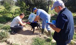 Kuyucak'ta kedi ve köpeklere kuduz aşısı yapıldı!