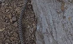 Elazığ’da zehirli kocabaş yılanı görüntülendi!
