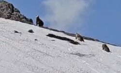 Bingöl’de ayılar karla kaplı tepede görüntülendi!