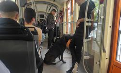 Köpeğin tramvayla yolculuğu ilgi çekti