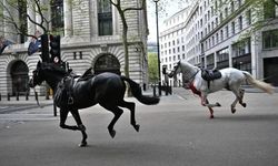 Londra’da kaçan Kraliyet atları ortalığı birbirine kattı!