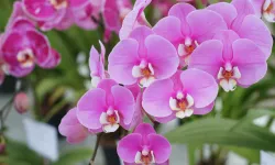 Orkidenizi uyandırın: 1 yıldır çiçek açmayan orkideler çiçek açacak!