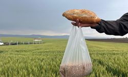 1 kilogram buğday bir ekmek etmiyor